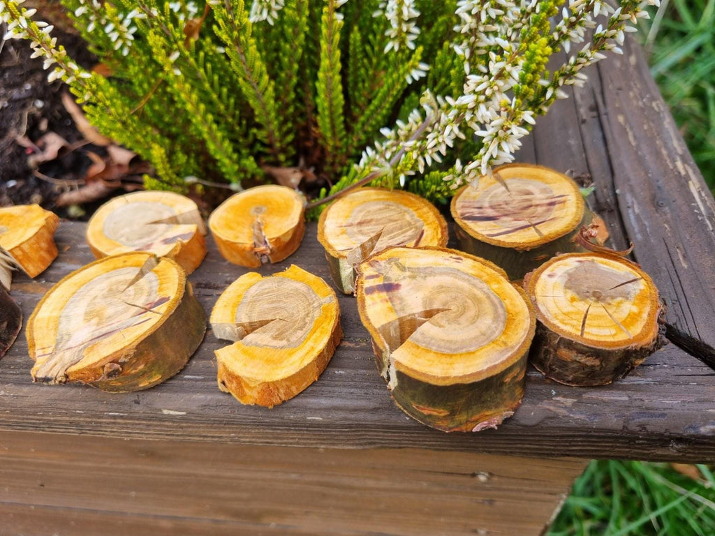Cherry Wood Slices for Small Pets | Natural Chew Toy & Habitat Decor