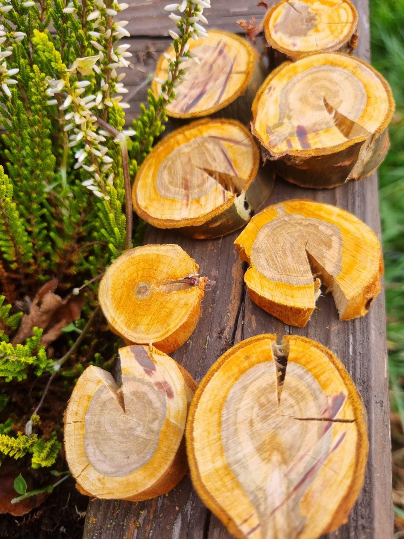 Cherry Wood Slices for Small Pets | Natural Chew Toy & Habitat Decor