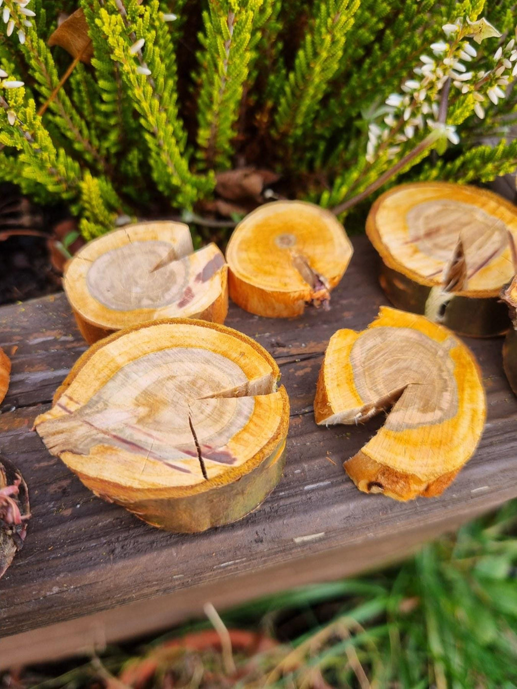Cherry Wood Slices for Small Pets | Natural Chew Toy & Habitat Decor