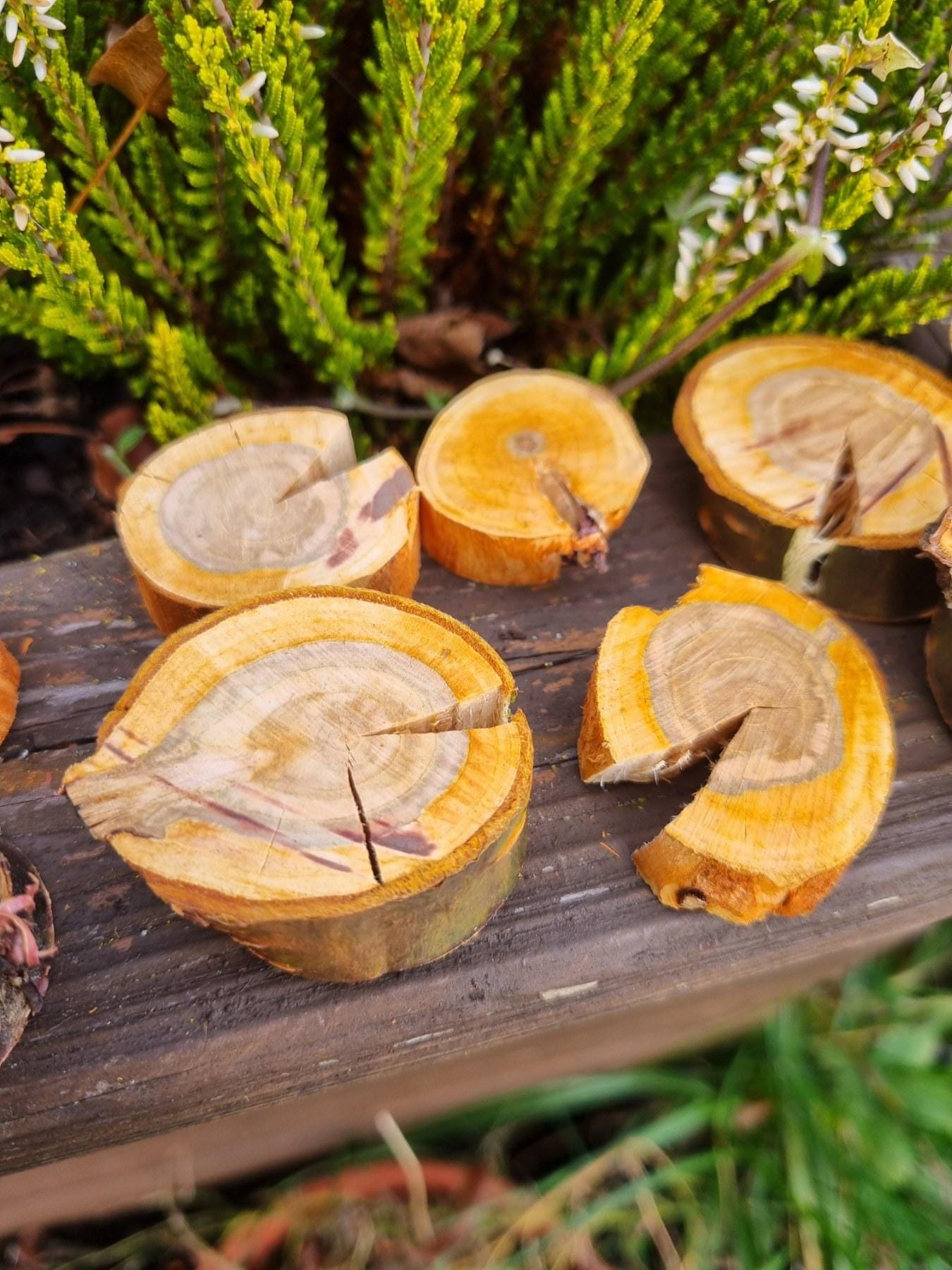 Cherry Wood Slices for Small Pets | Natural Chew Toy & Habitat Decor