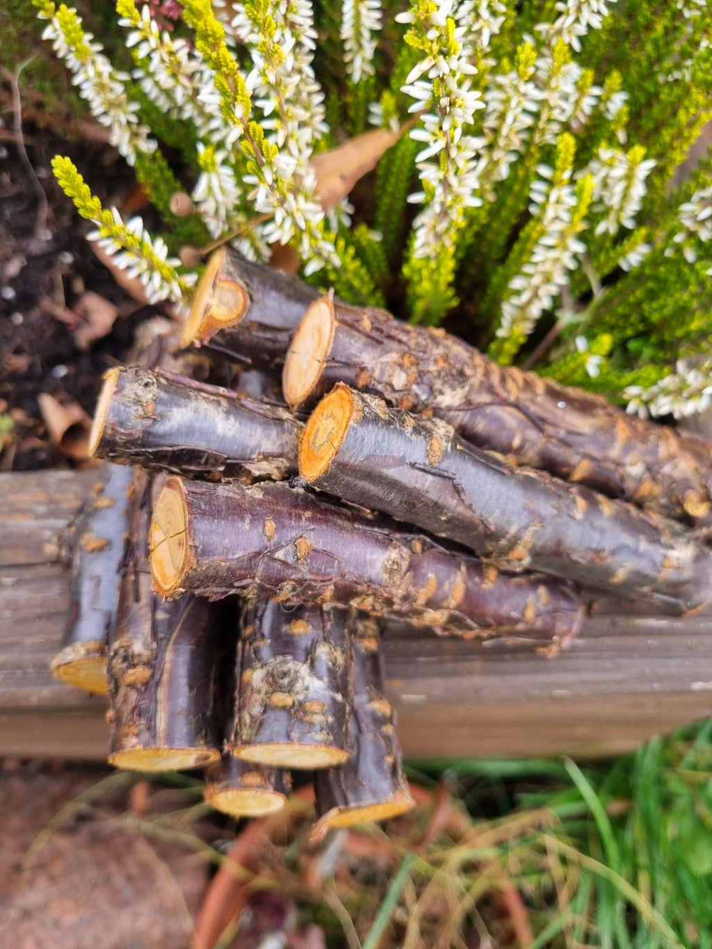 Cherry Wood Chew Sticks for Rabbits, Hamsters, Chinchillas, and Parrots - Natural Wood Gnaw Toys