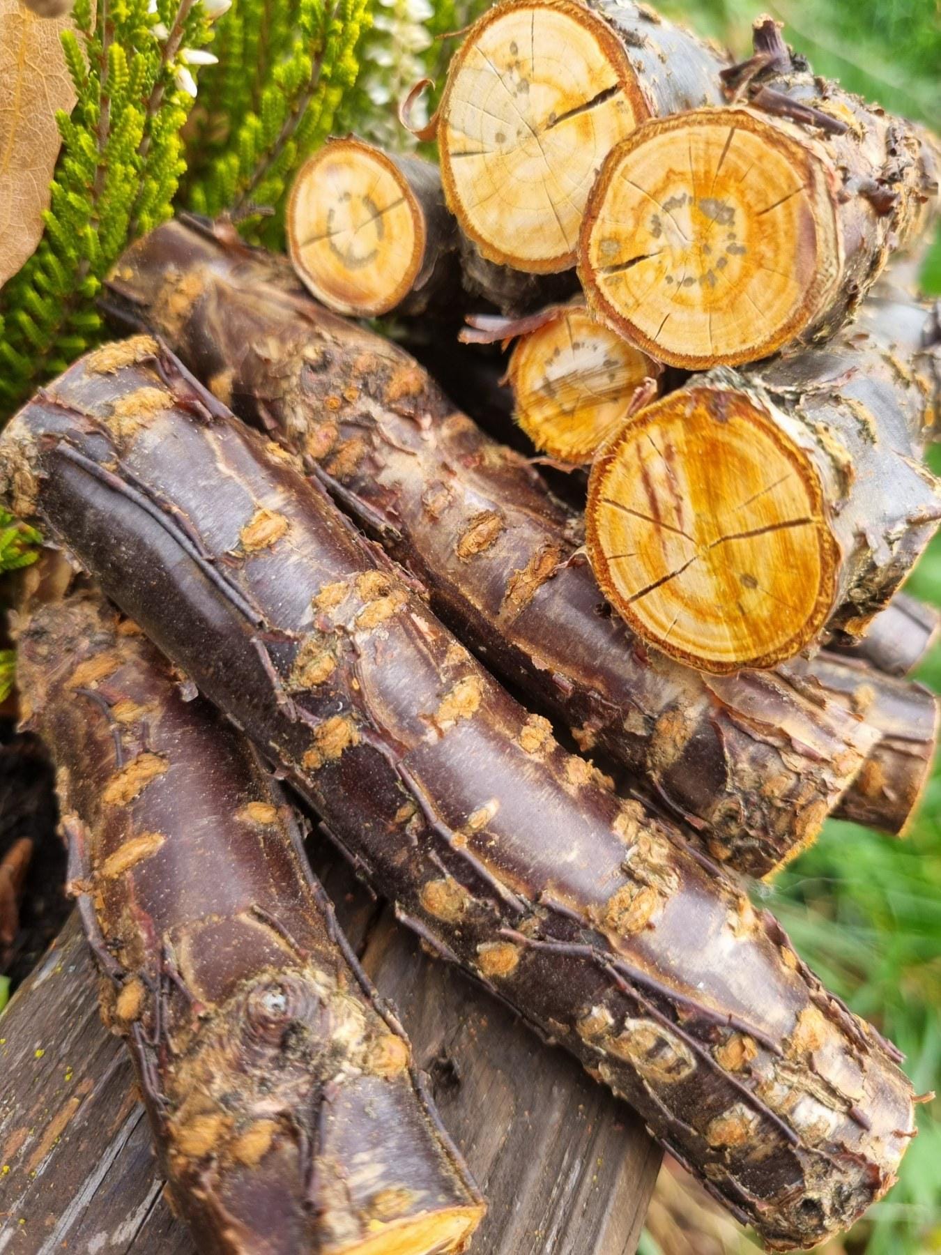 Cherry Wood Chew Sticks for Rabbits, Hamsters, Chinchillas, and Parrots - Natural Wood Gnaw Toys