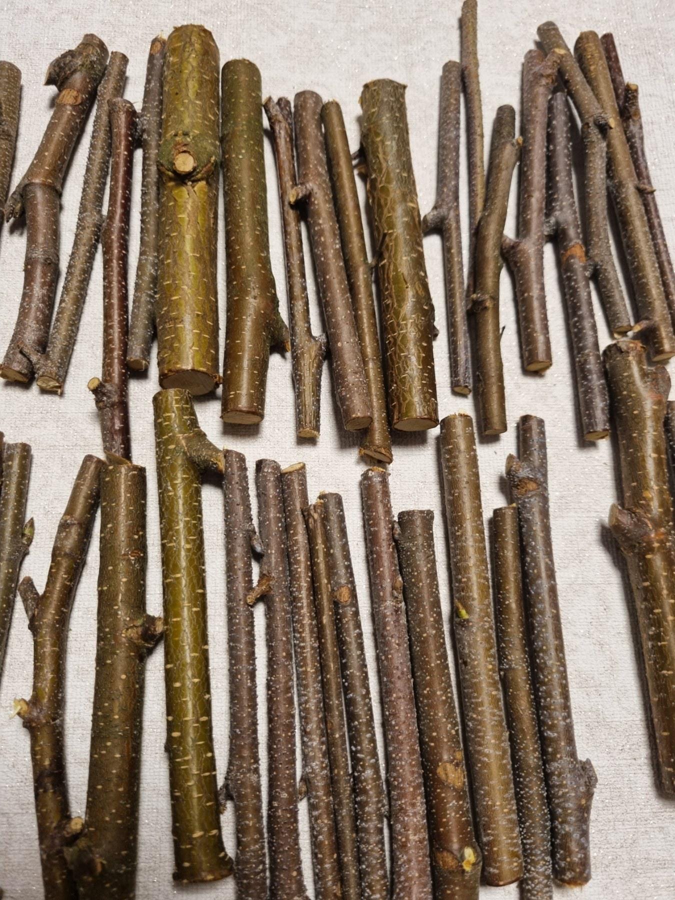 Small Birch Twigs – 60 Pack, 4 Inch Wood Sticks for Crafts