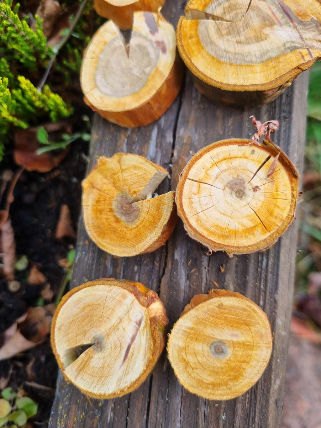 Cherry Wood Slices for Small Pets | Natural Chew Toy & Habitat Decor