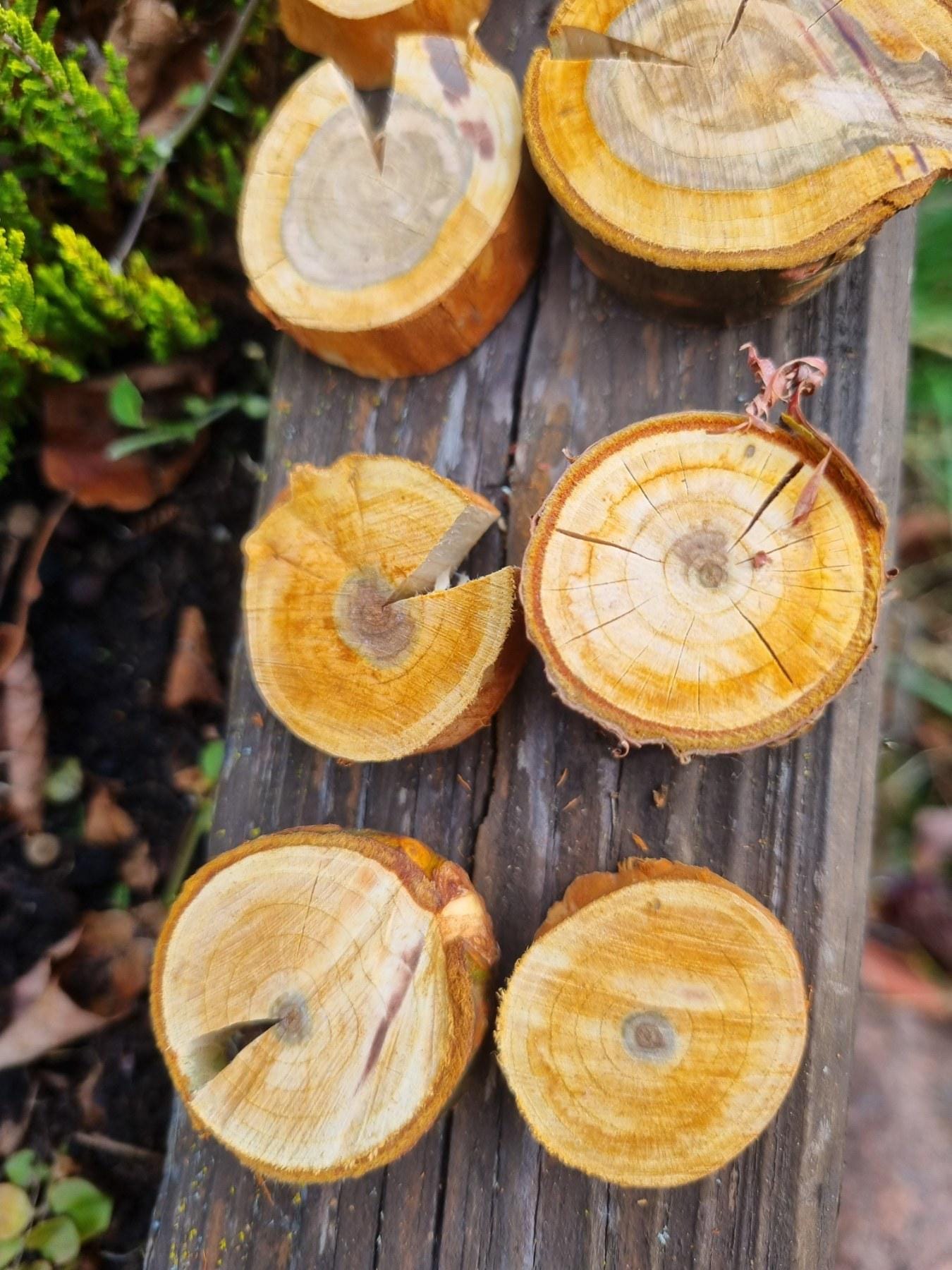 Cherry Wood Slices for Small Pets | Natural Chew Toy & Habitat Decor