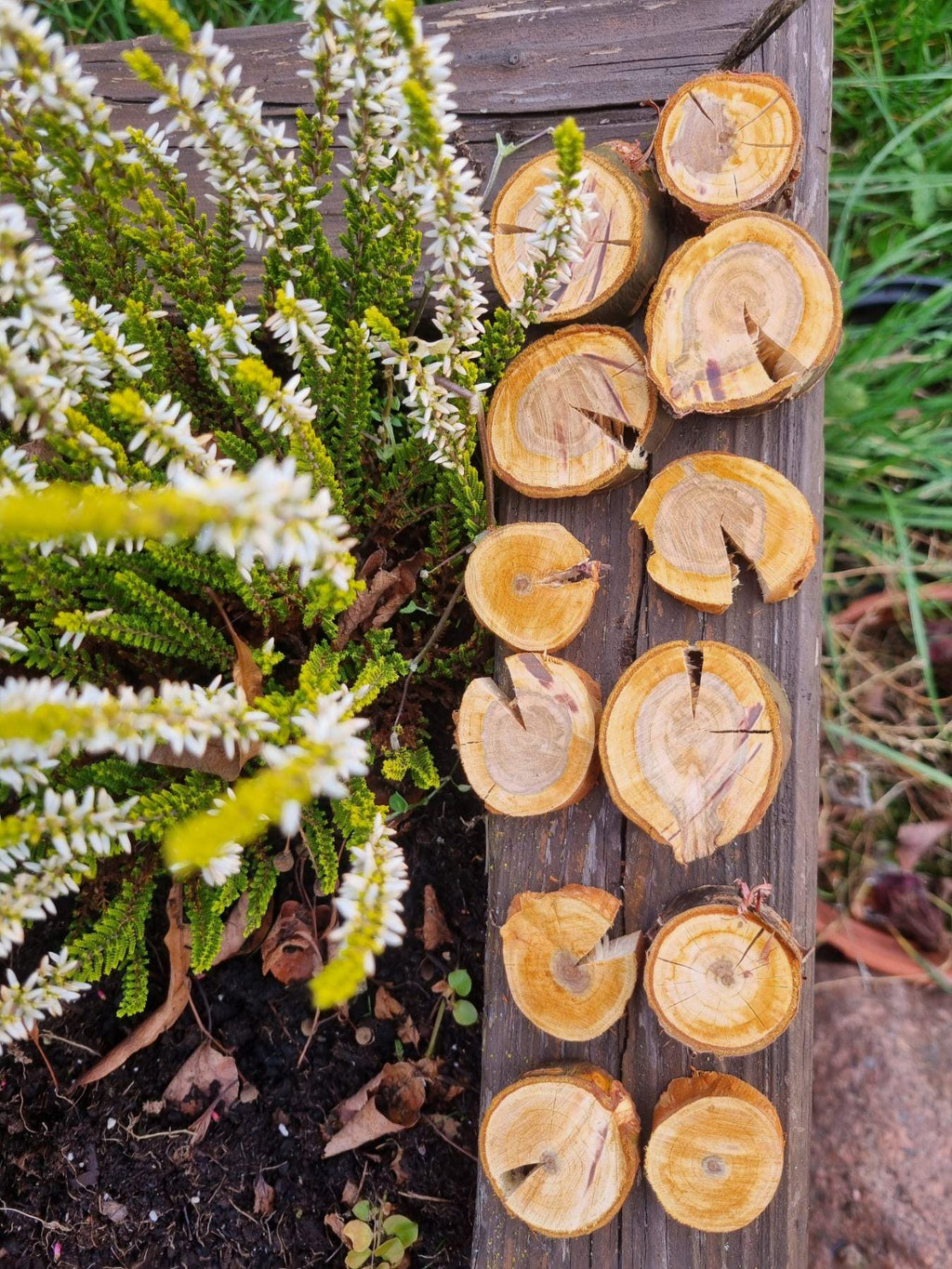 Cherry Wood Slices for Small Pets | Natural Chew Toy & Habitat Decor
