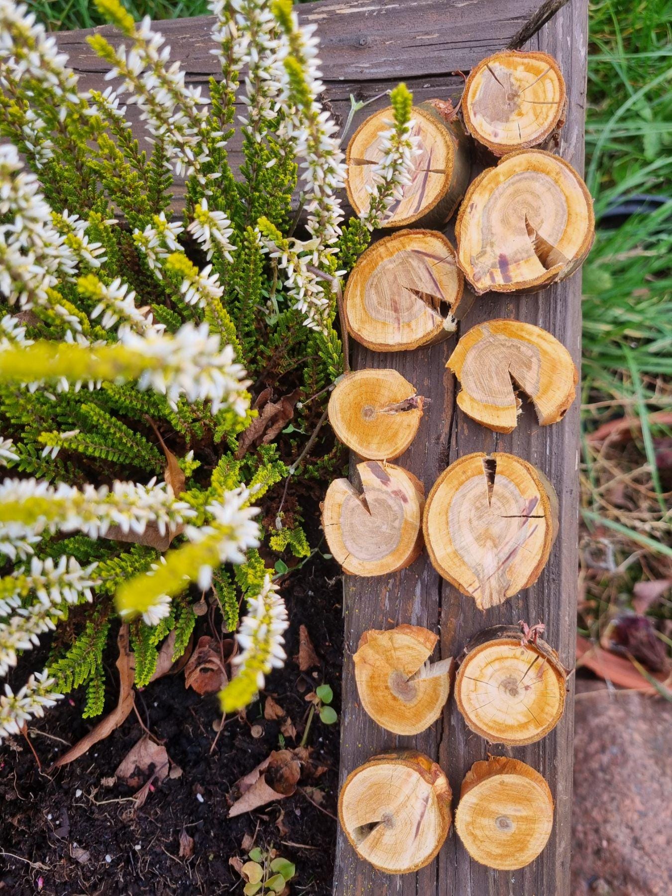 Cherry Wood Slices for Small Pets | Natural Chew Toy & Habitat Decor