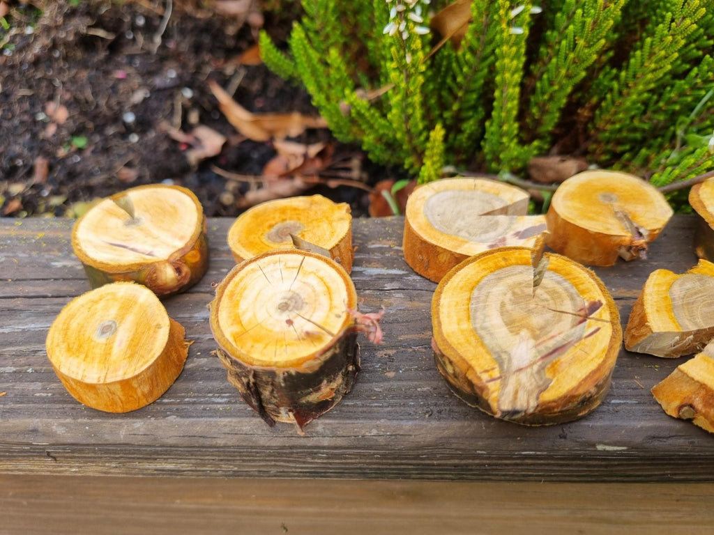 Cherry Wood Slices for Small Pets | Natural Chew Toy & Habitat Decor