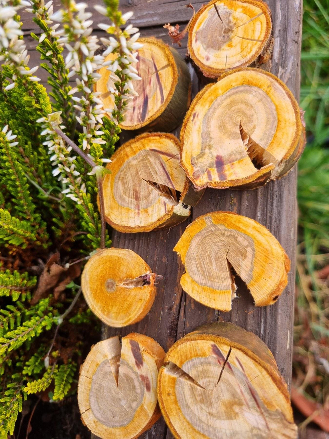 Cherry Wood Slices for Small Pets | Natural Chew Toy & Habitat Decor