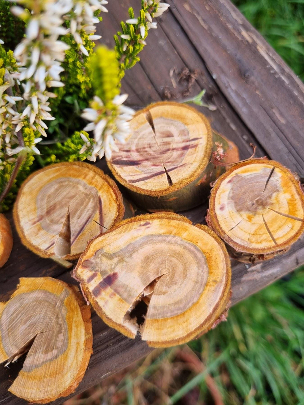 Cherry Wood Slices for Small Pets | Natural Chew Toy & Habitat Decor