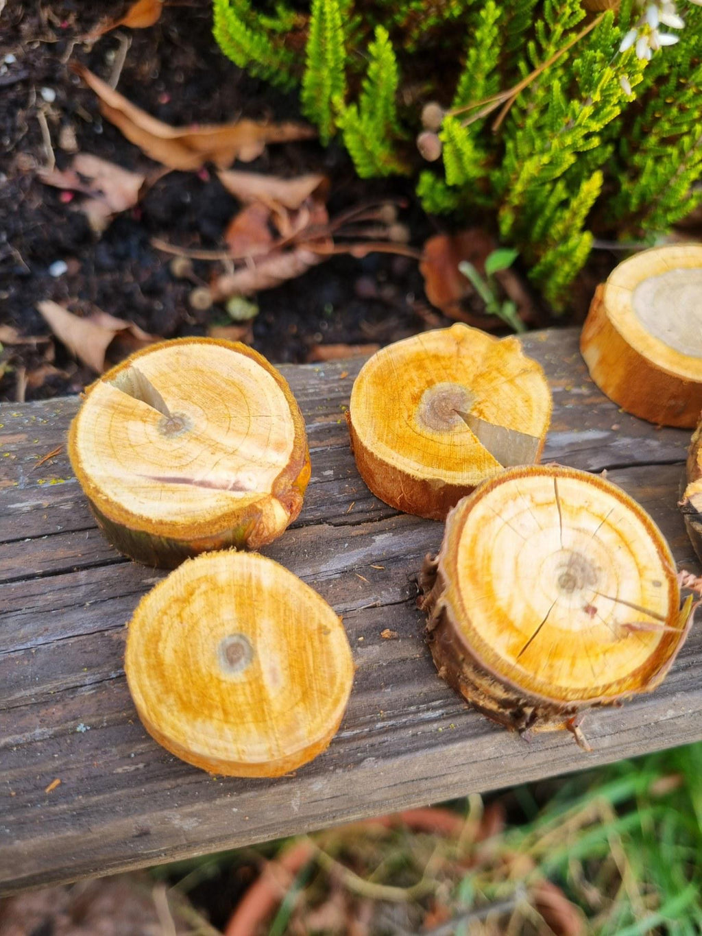 Cherry Wood Slices for Small Pets | Natural Chew Toy & Habitat Decor