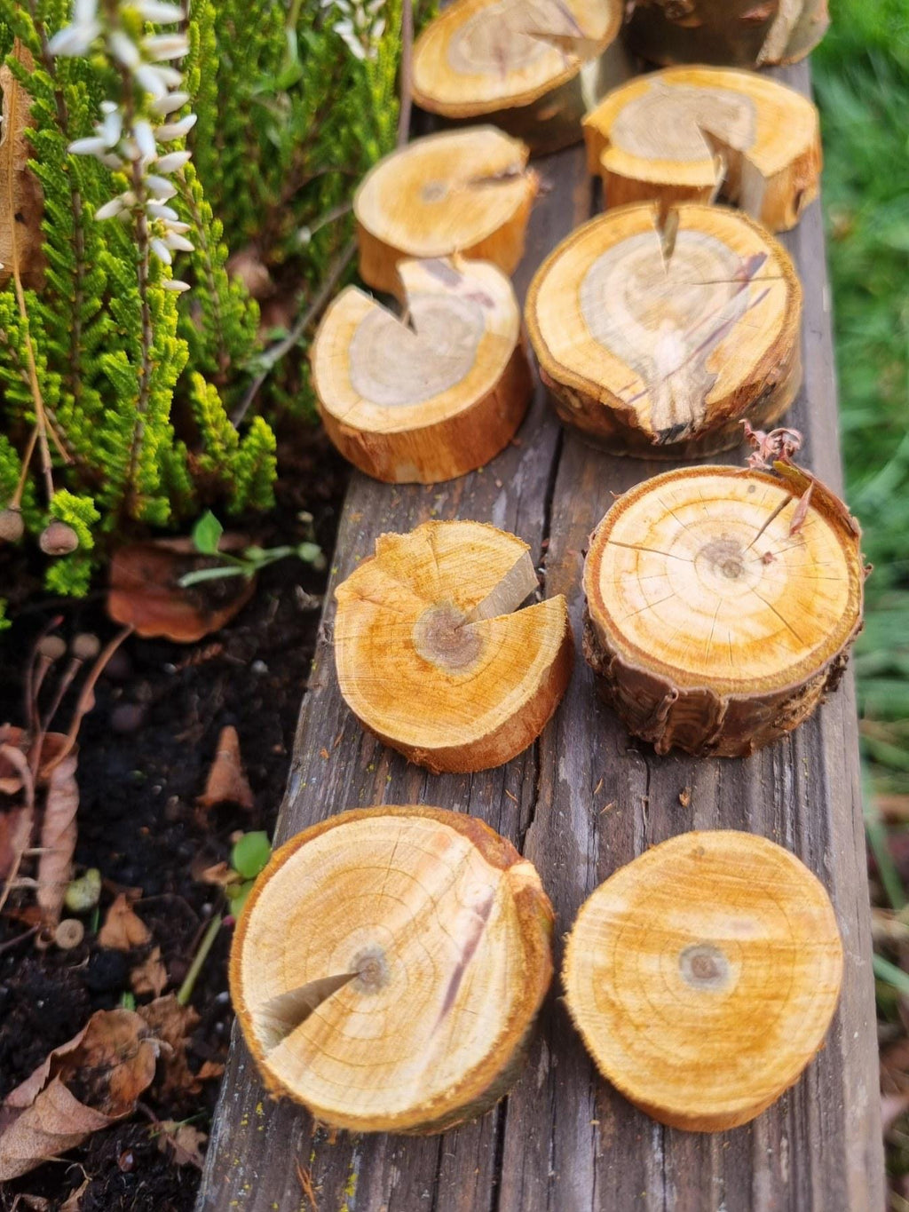 Cherry Wood Slices for Small Pets | Natural Chew Toy & Habitat Decor