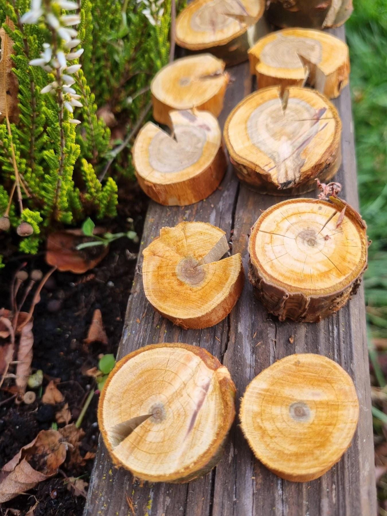 Cherry Wood Slices for Small Pets | Natural Chew Toy & Habitat Decor