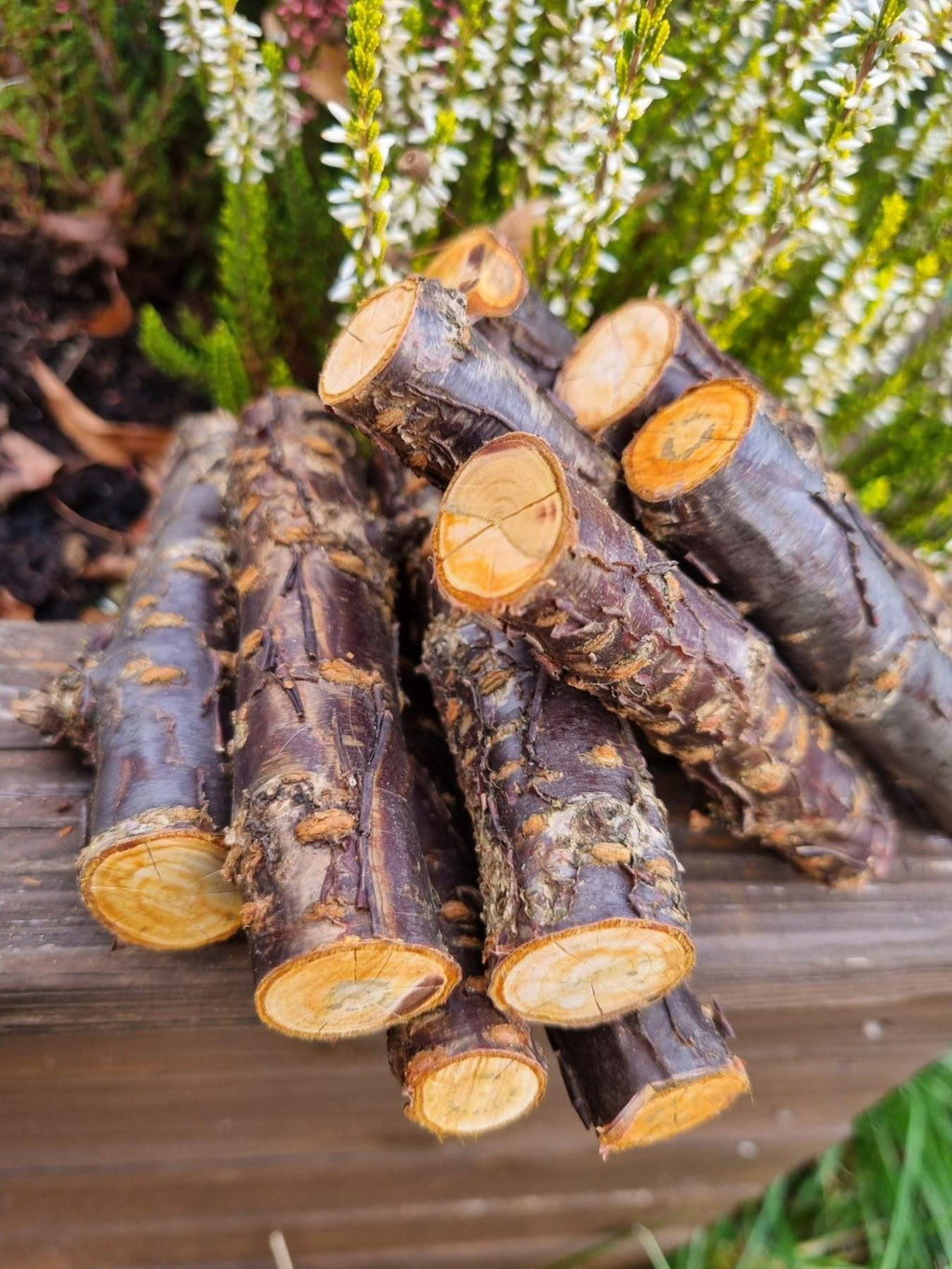 Cherry Wood Chew Sticks for Rabbits, Hamsters, Chinchillas, and Parrots - Natural Wood Gnaw Toys