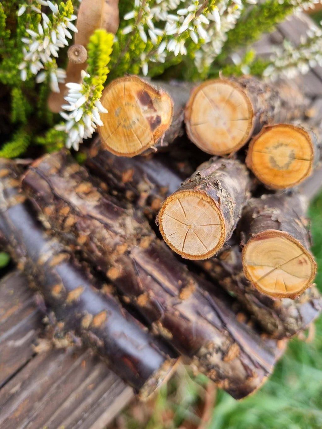 Cherry Wood Chew Sticks for Rabbits, Hamsters, Chinchillas, and Parrots - Natural Wood Gnaw Toys