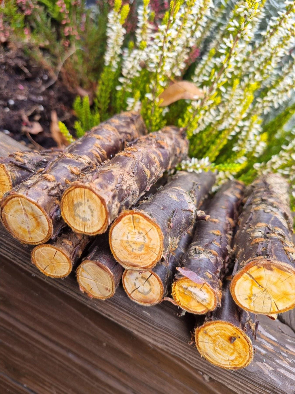 Cherry Wood Chew Sticks for Rabbits, Hamsters, Chinchillas, and Parrots - Natural Wood Gnaw Toys